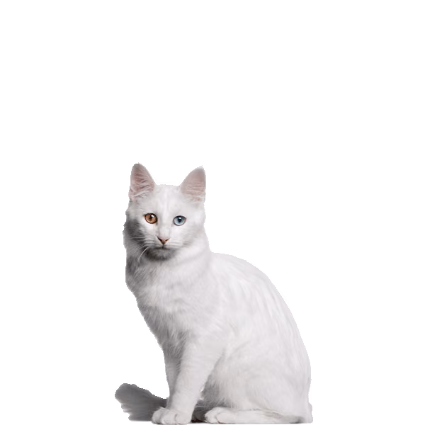 Turkish Angora — a Medium, Playful Cat breed