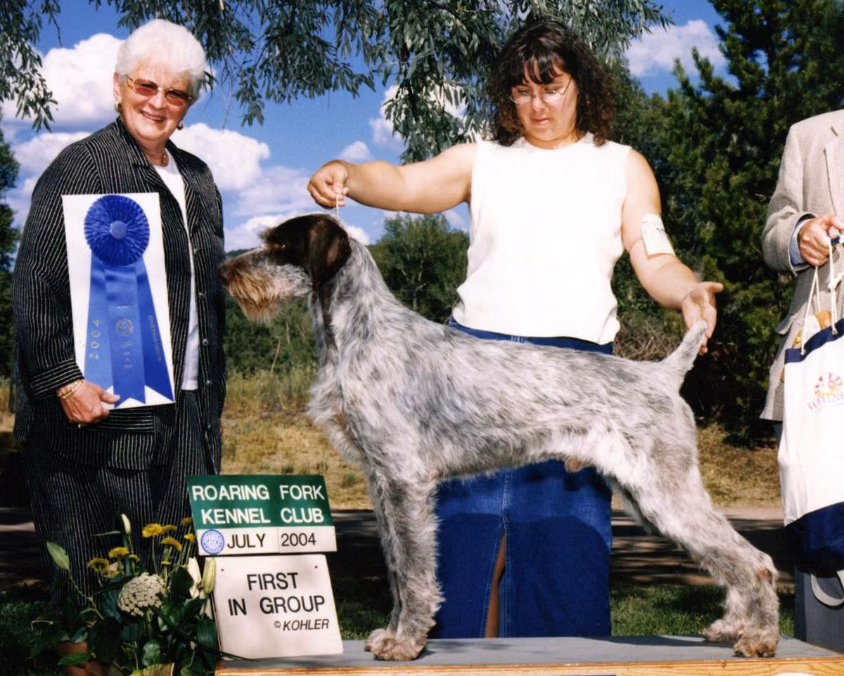 JETSET'S RAGTOP DAY AT  SCOTIA CD, a Mâle Braque allemand à poil dur registered with United Pet Club