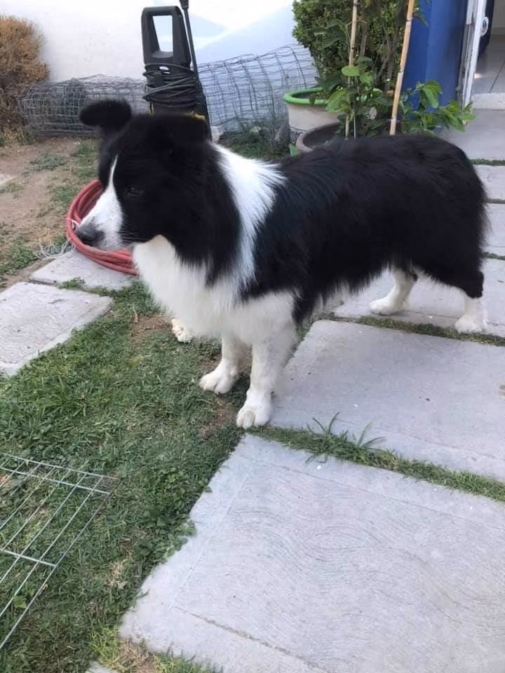 Creeper Von Marab, a نر بوردر کالی registered with United Pet Club
