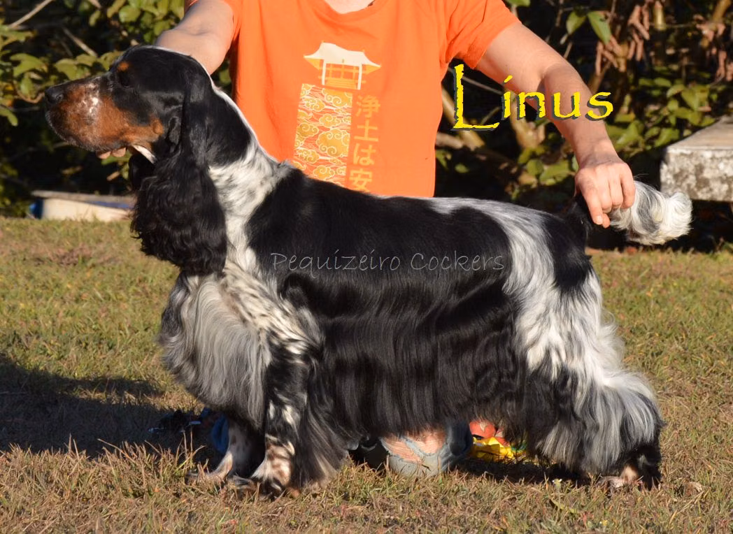 Pequizeiro Pteropus, a Самець Англійський кокер-спанієль registered with United Pet Club