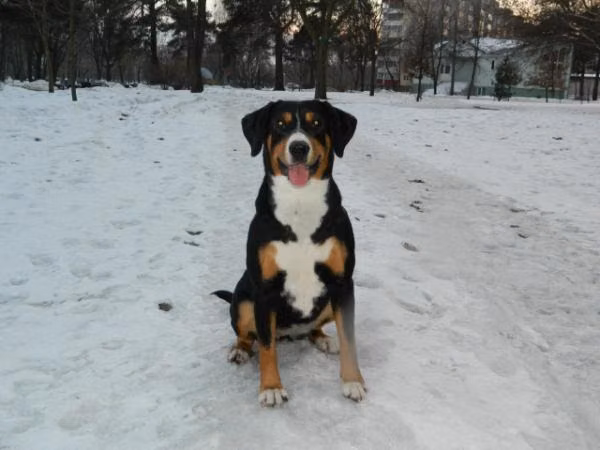???????? ?? ???????????? ????, a Female 恩特雷布赫山地犬 registered with United Pet Club