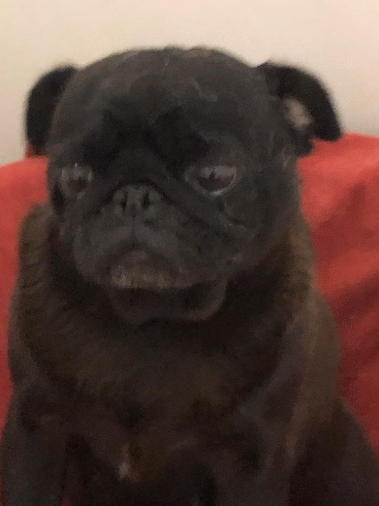 lucie de la vallee sacrée, a Samice Mops registered with United Pet Club