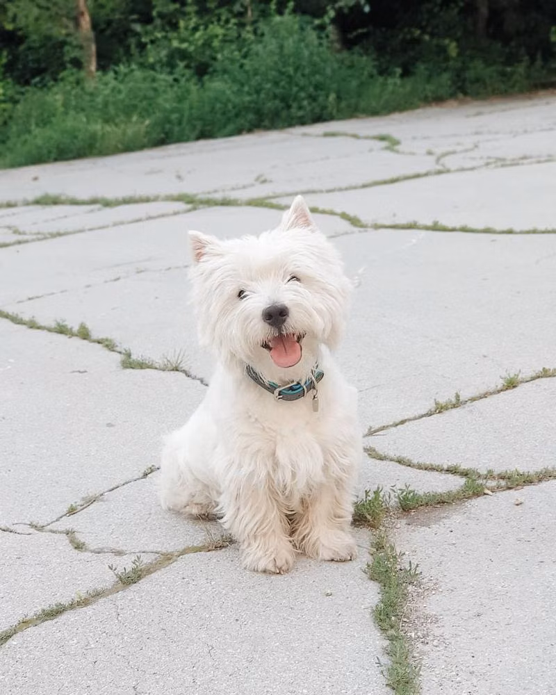 LOKI BONUS WHITE, a ஆண் வெஸ்ட் ஹைலாண்ட் வொயிட் டெரியர் registered with United Pet Club