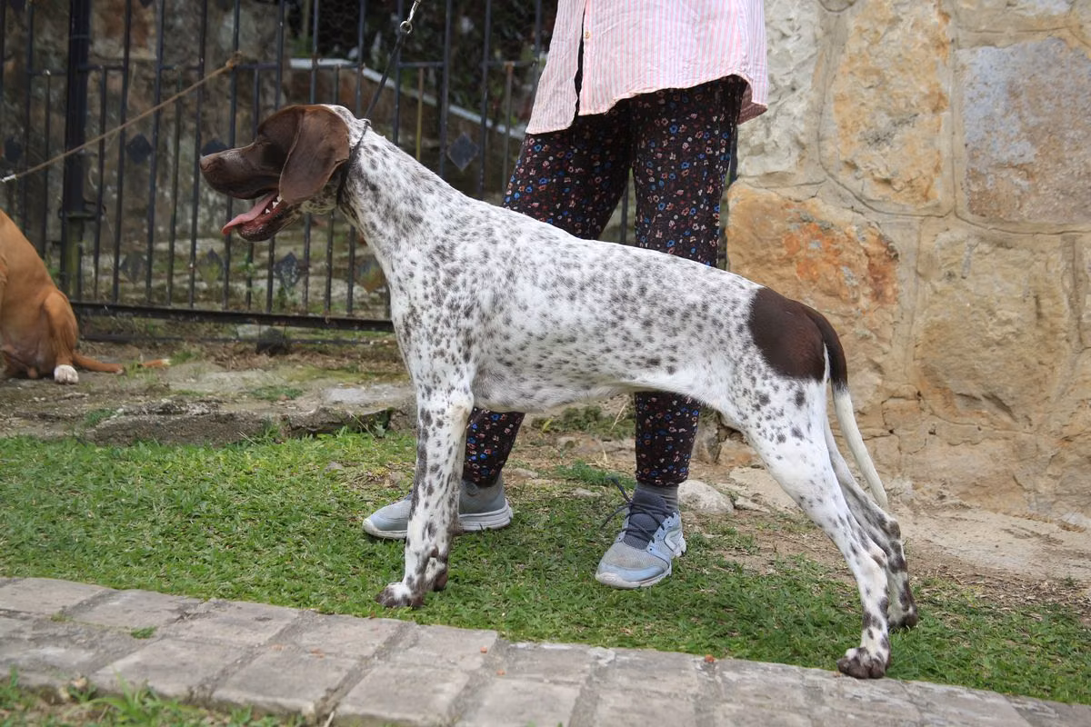 Monilu's 6g6 Fedora IA, a Hunn Pointer registered with United Pet Club