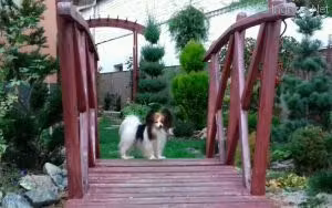 AMIRANDA, a Самка Папийон registered with United Pet Club