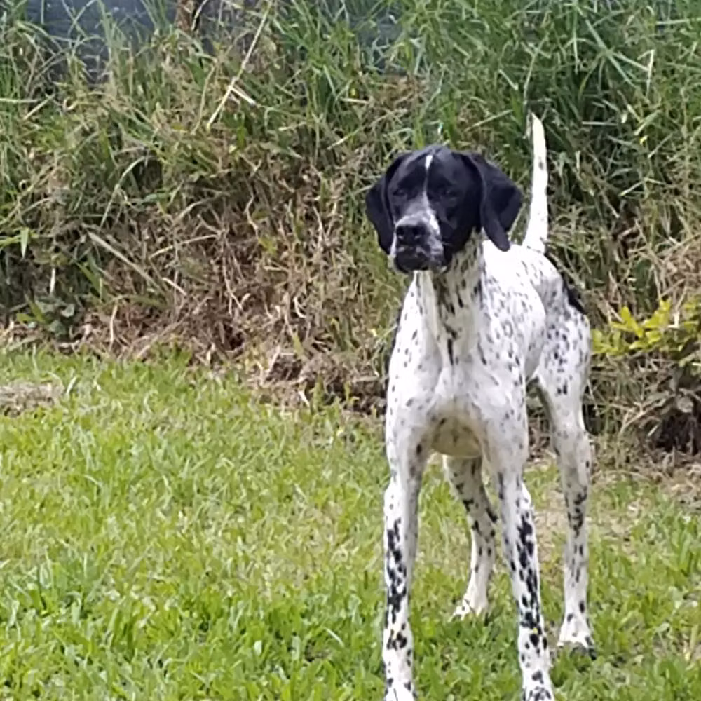 Monilu's BAÍA MN, a Female Pointer registered with United Pet Club