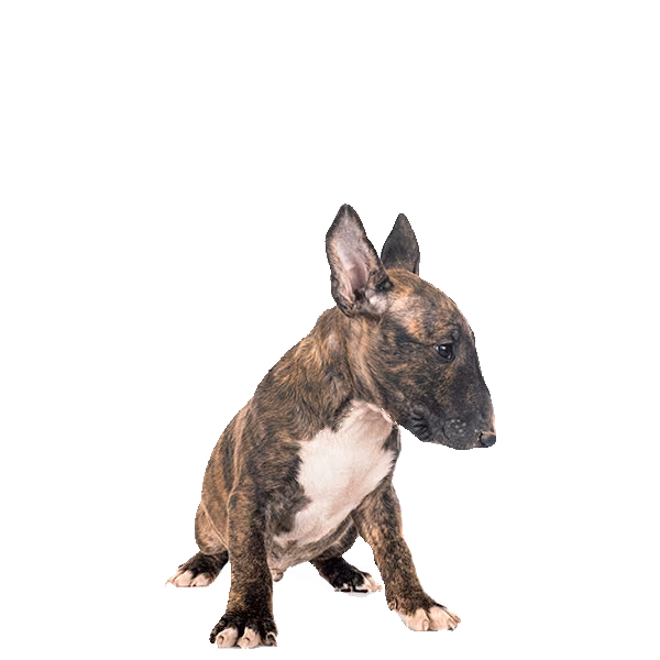 Bull terrier miniaturowy — rasa Pies: Mały i Żywiołowy