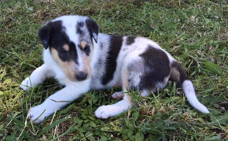 Rocket, a نر کالی موصاف registered with United Pet Club
