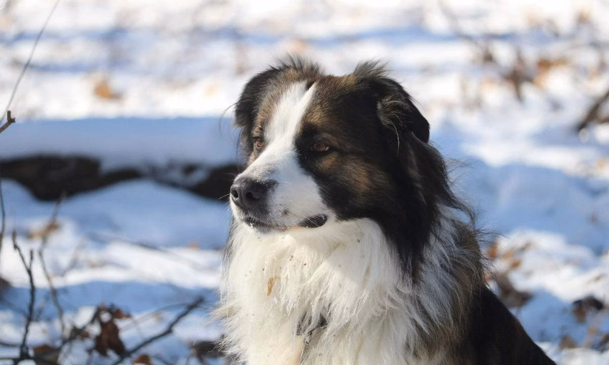 Gizmo Under the Rainbow, a Male Angol farmkutya registered with United Pet Club