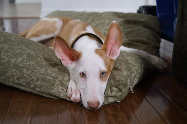 Einstein — Ibizan Hound Einstein, a Male Ibizan Hound registered with United Pet Club
