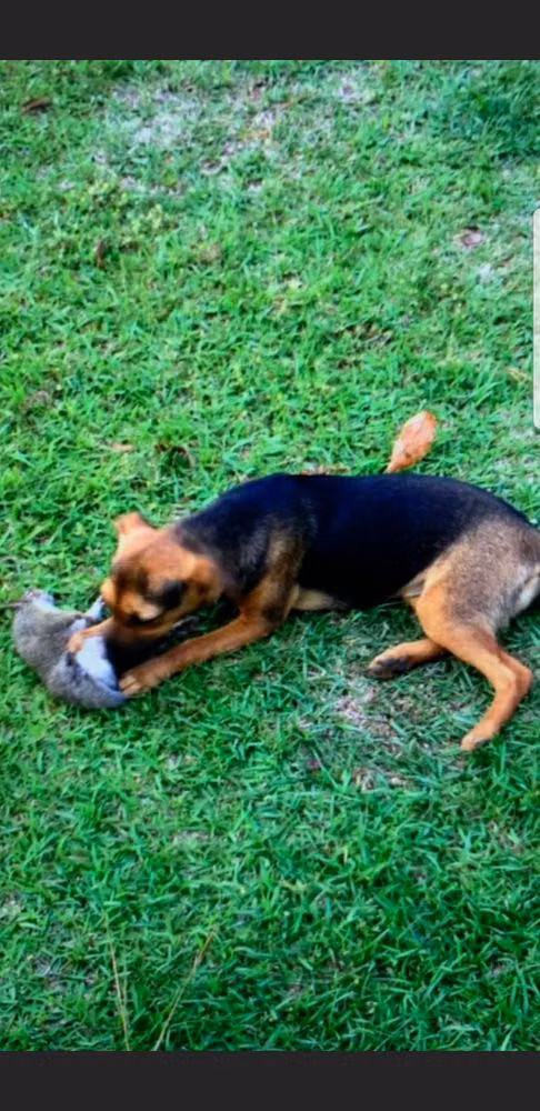 HANNAFORDS ROXIE, a נקבה ראט טרייר registered with United Pet Club
