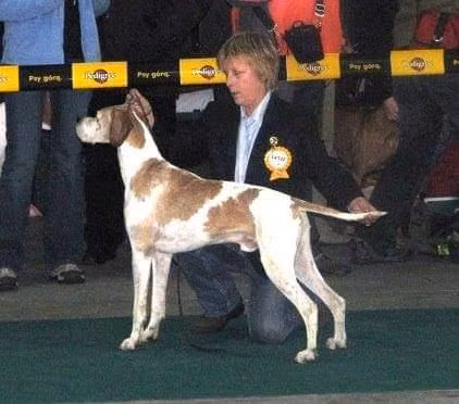 Brek, a Male Pointer registered with United Pet Club