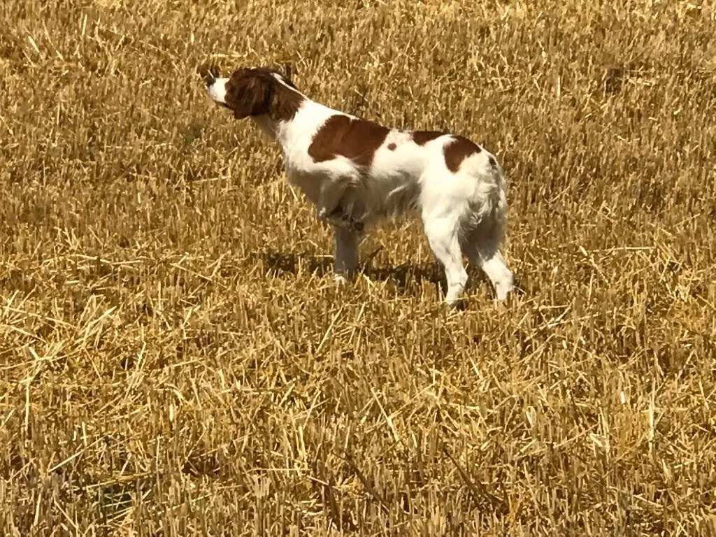 I'WIN DE KRONNELLAR, a Weiblich Epagneul Breton registered with United Pet Club