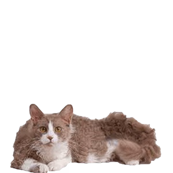LaPerm — a Medium, Affectionate Cat breed