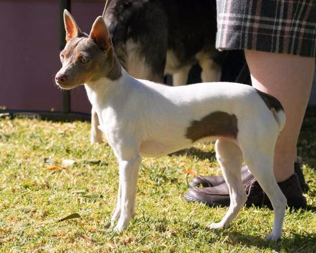 Cal Val Now and Zen, a ماده رت تریر registered with United Pet Club
