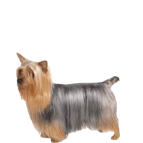 Australijski silky terrier — rasa Pies: Toy i Żywiołowy