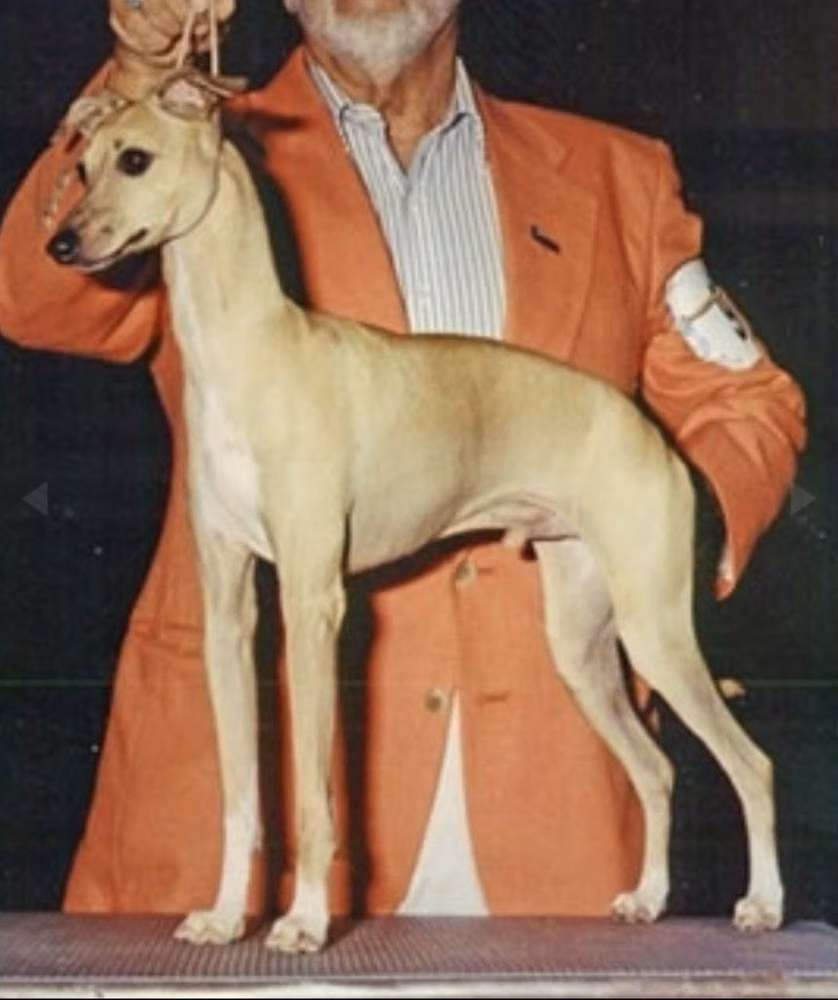 Tekoneva's Omar, a Männlich Italienisches Windspiel registered with United Pet Club