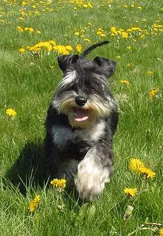 Sushi, a Femelle Schnauzer nain registered with United Pet Club