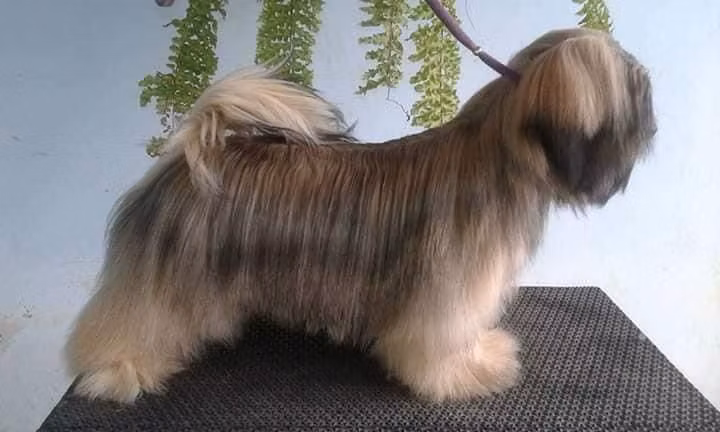 RMoretto Cane Afilys, a Femelle Lhassa Apso registered with United Pet Club