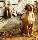 Estrelita, a Samica Wyżeł portugalski registered with United Pet Club