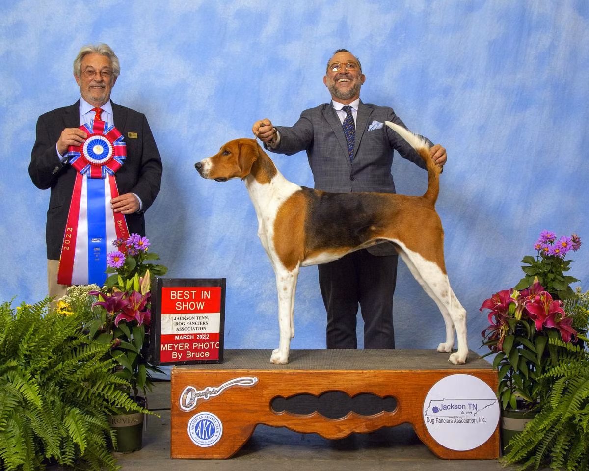 Whit's Classically Chloe, a Femmina American Foxhound registered with United Pet Club
