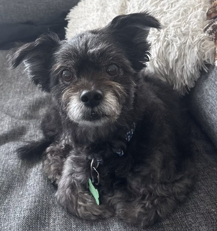 Cashew, a Male Yorkshireterrier registered with United Pet Club
