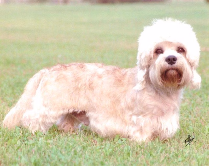 Glahms Heir Apparent, a זכר דנדי דינמונט טרייר registered with United Pet Club