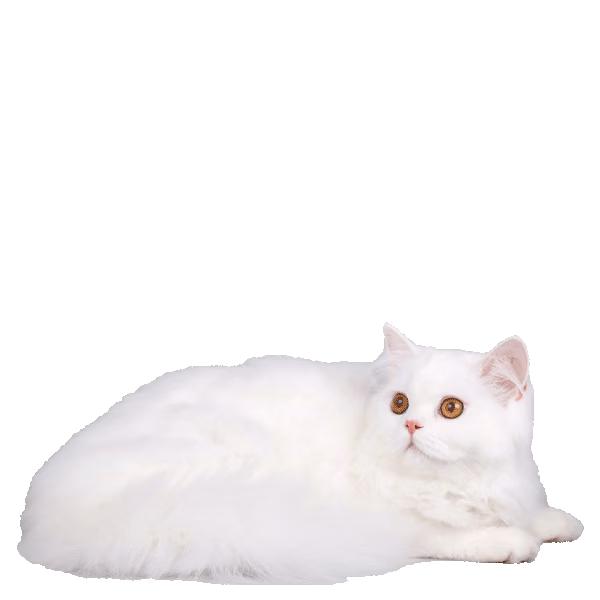 Napoleon — a Small, Affectionate Cat breed