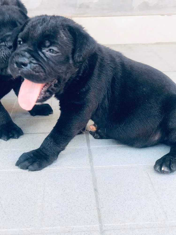 Arya abs, a Femelle Cane Corso registered with United Pet Club