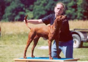 Elburn's Risky Whiskey, a Самка Redbone Coonhound registered with United Pet Club