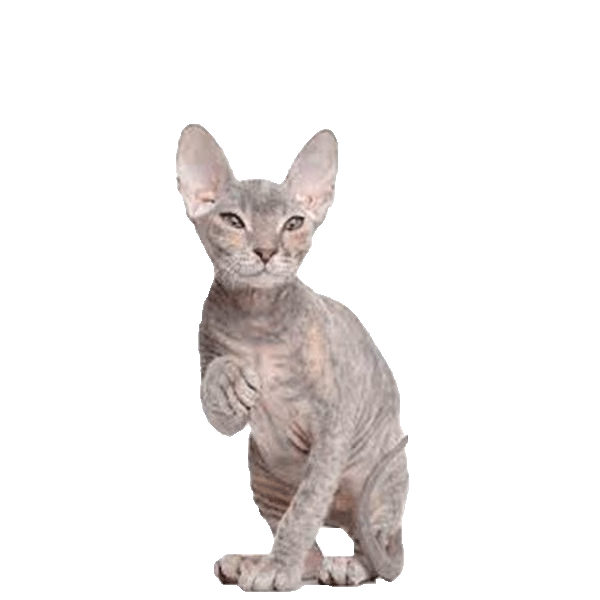 Minskin — a Small, Affectionate Cat breed