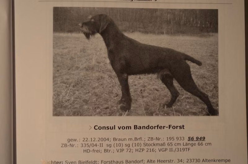 Consul vom Bandorfer Forst, a Male German Wirehaired Pointer registered with United Pet Club