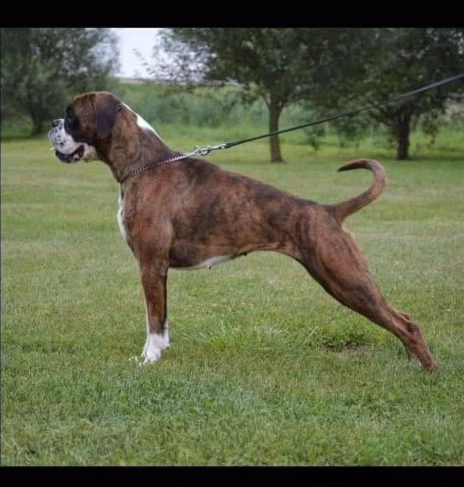 SAHARA — Bóxer SAHARA, a Female Bóxer registered with United Pet Club