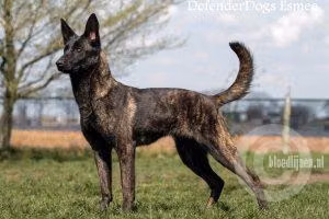 Defenderdogs Esmee, a Female Dutch Shepherd registered with United Pet Club