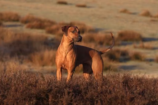 Tara V.D.Noorder Heide, a Samica Rhodesian ridgeback registered with United Pet Club
