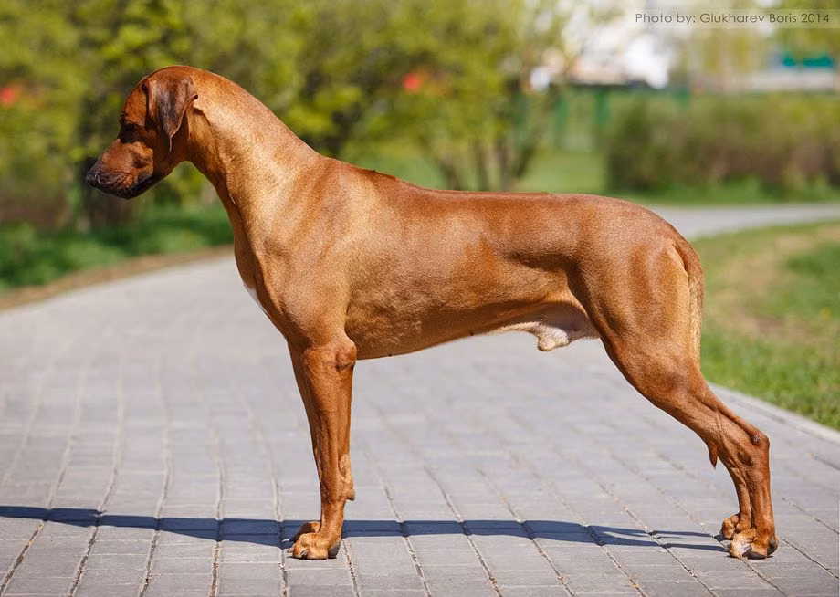 RR' Shuffling Motion Luxor, a Maschio Rhodesian Ridgeback registered with United Pet Club
