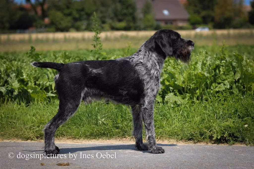 Havas vom Hechtsgraben, a Male German Wirehaired Pointer registered with United Pet Club