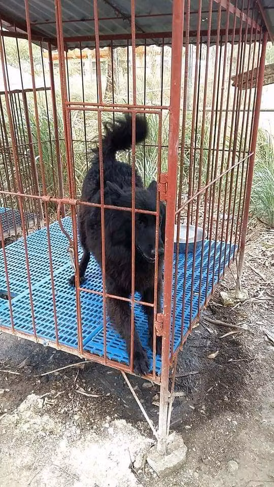 Lucious, a Maschio Tervueren registered with United Pet Club