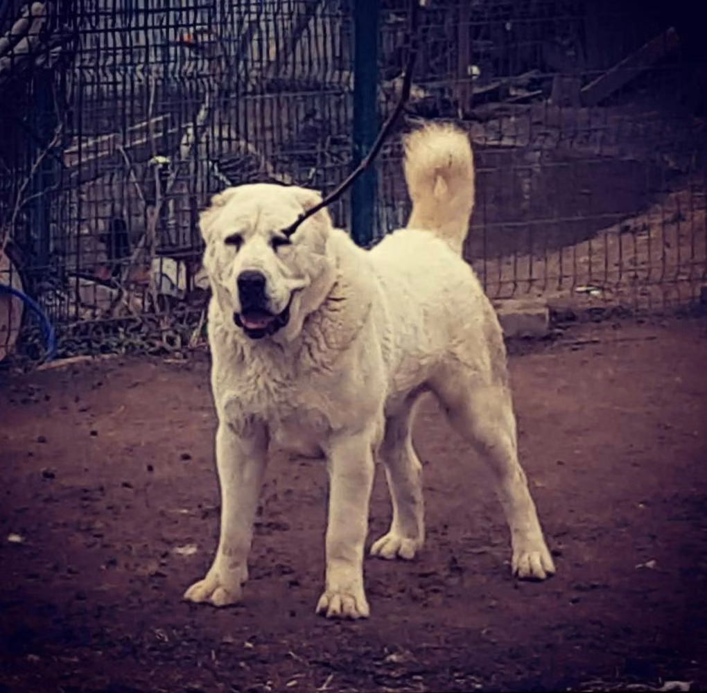 Ak-Magash Adonis, a Mâle Berger d'Asie centrale registered with United Pet Club