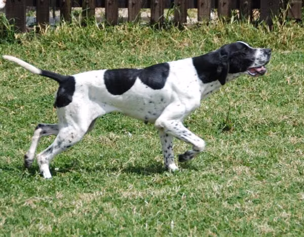 Fiona De Gegar, a Weiblich Pointer registered with United Pet Club