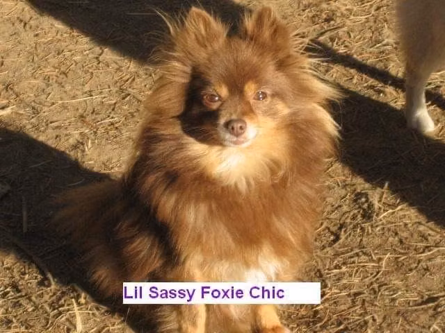 Nuttymeadows Lil Sassi Foxi Chic, a Female Pomeranian registered with United Pet Club