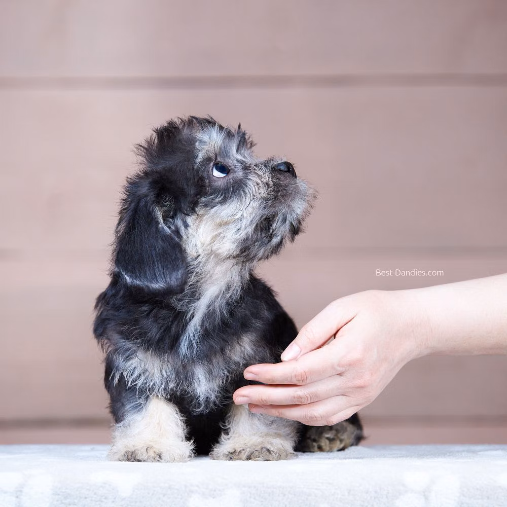 Sunny Magic Brook Light, a เมีย แดนดี้ ดินมอนต์ เทอร์เรียร์ registered with United Pet Club