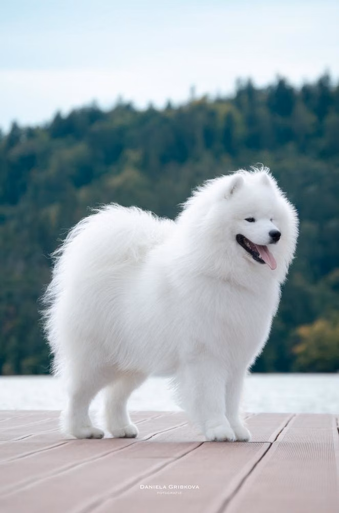 Enchanting Element Orleansnow, a Male Samoyed registered with United Pet Club