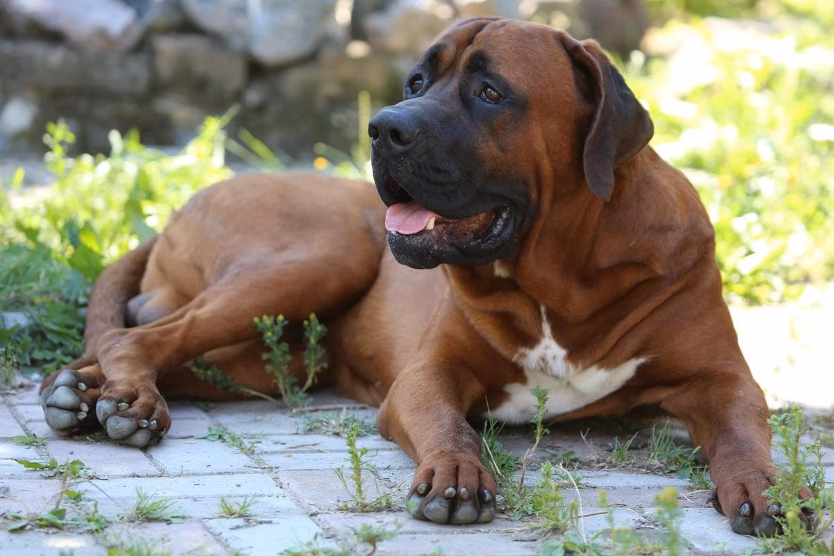 SEII TAISHOUGUN ASASHIMO, a Samiec Tosa registered with United Pet Club
