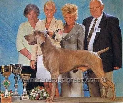 Nobiskrug Playing Allegro, a Maschio Weimaraner registered with United Pet Club