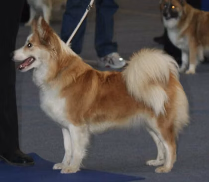 Eldhamars Alfa, a Female Icelandic Sheepdog registered with United Pet Club