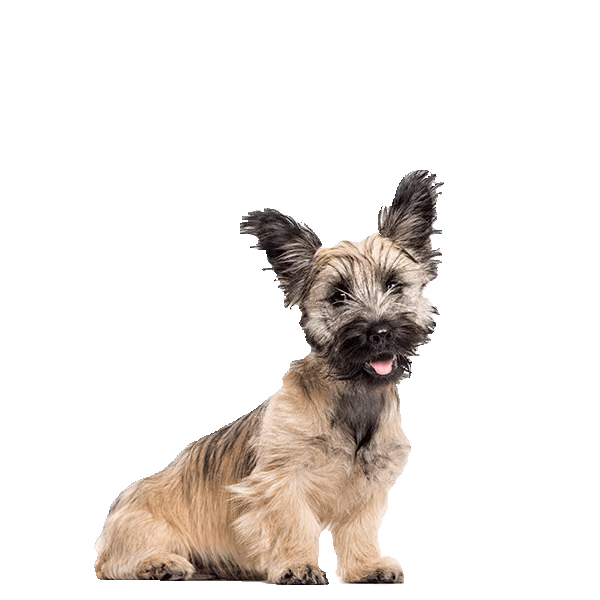 Skye terrier — rasa Pies: Mały i Dostojny
