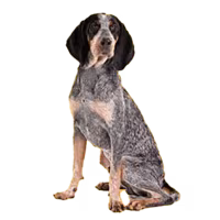 American English coonhound — rasa Pies: Duży i Przyjazny
