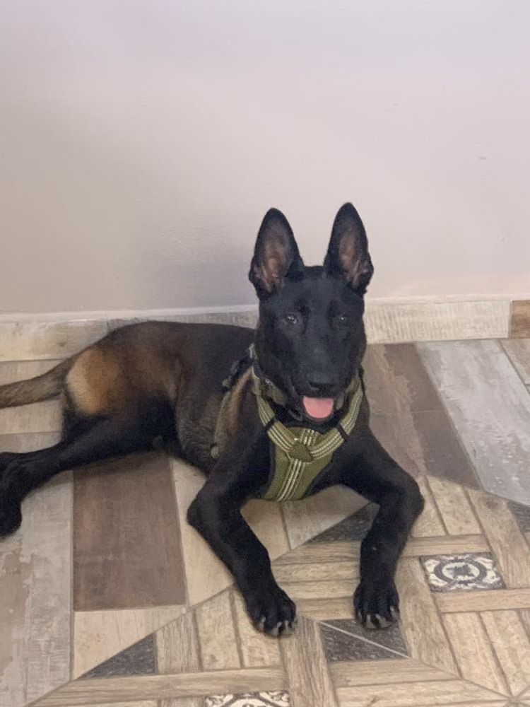 Conan IV, a Maschio Malinois registered with United Pet Club