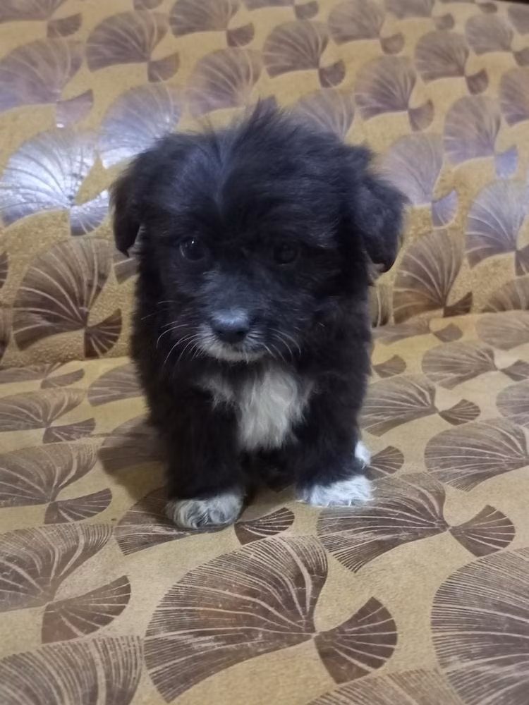 DUKE Top Dogs, a Mâle Lhassa Apso registered with United Pet Club